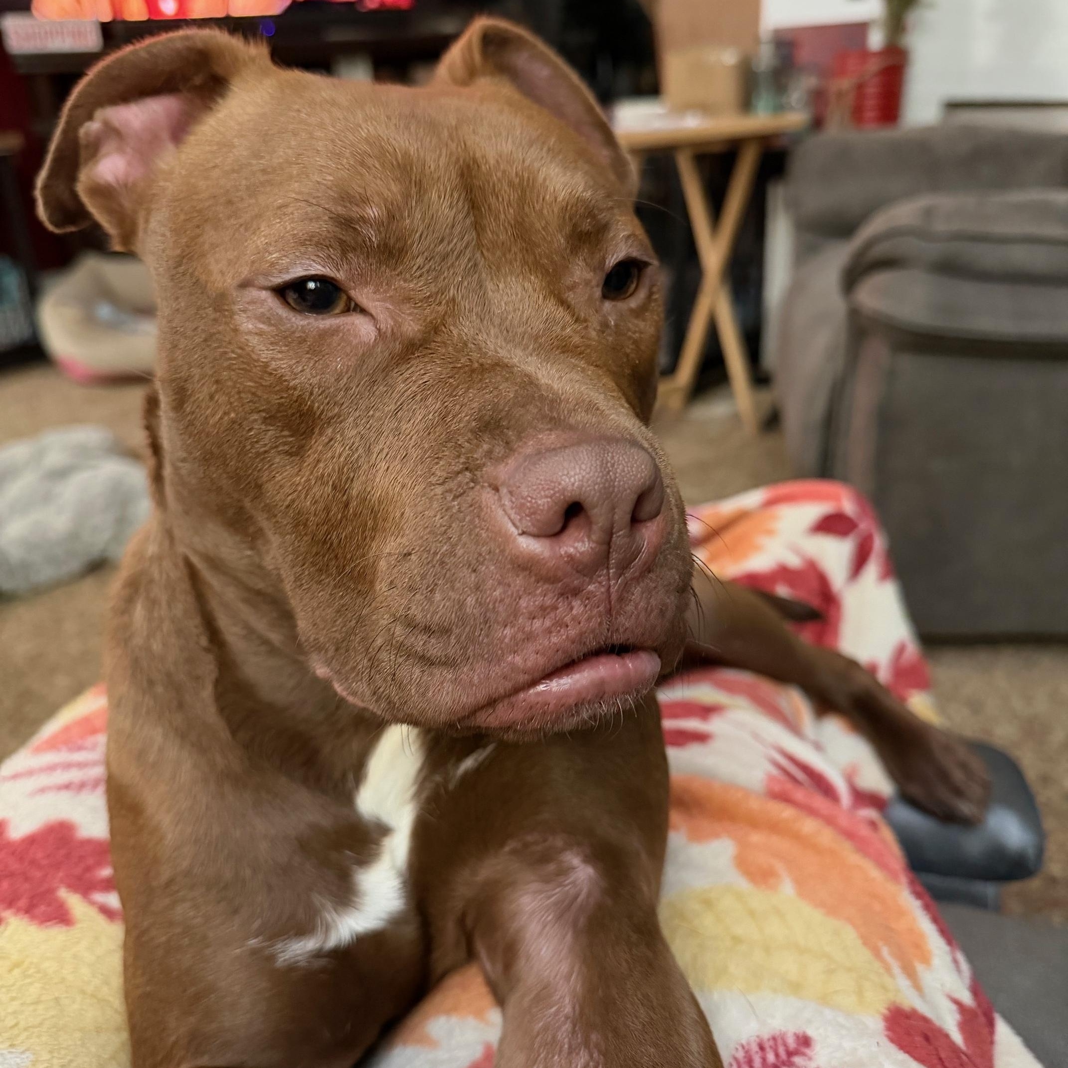 Enlarge Tink, a ADOPTABLE American Bully in Buffalo, NY image 6/6