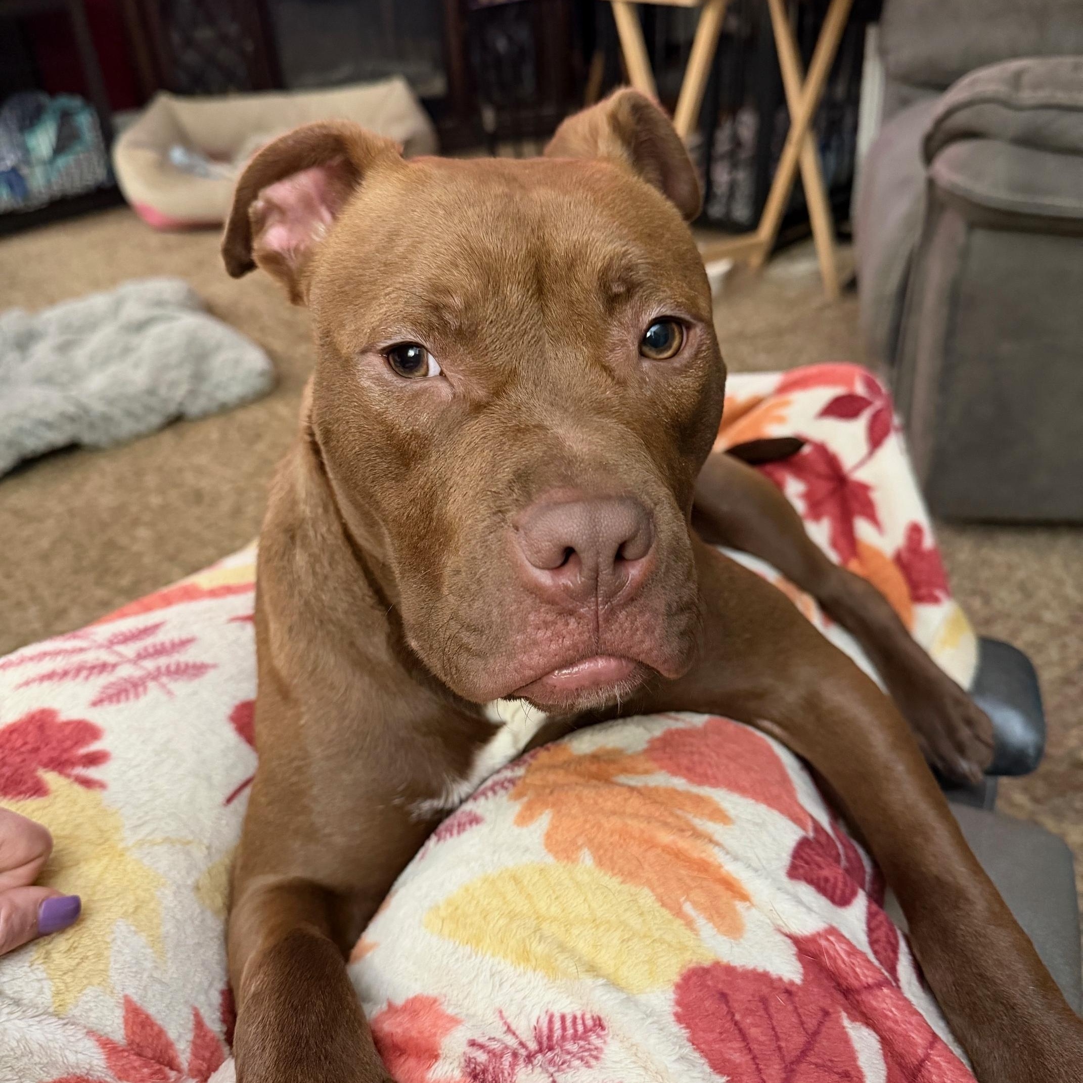 Enlarge Tink, a ADOPTABLE American Bully in Buffalo, NY image 1/6