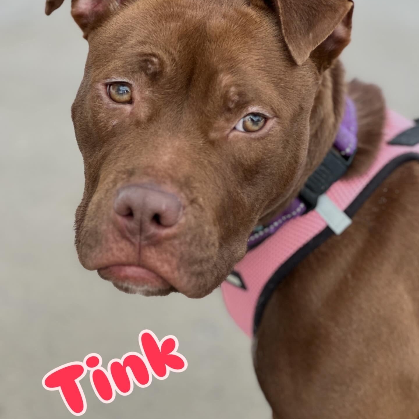 Enlarge Tink, a ADOPTABLE American Bully in Buffalo, NY image 4/6
