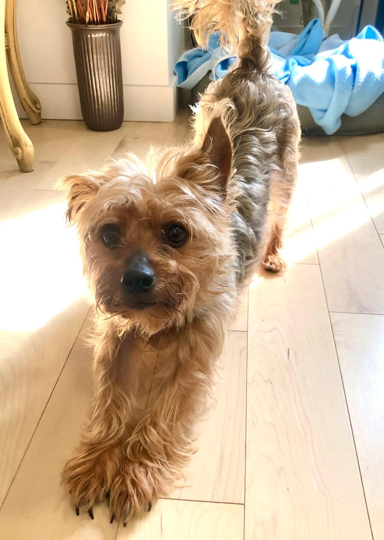 Enlarge Bear, an adoptable Yorkshire Terrier in Vaudreuil-Dorion, QC image 3/3