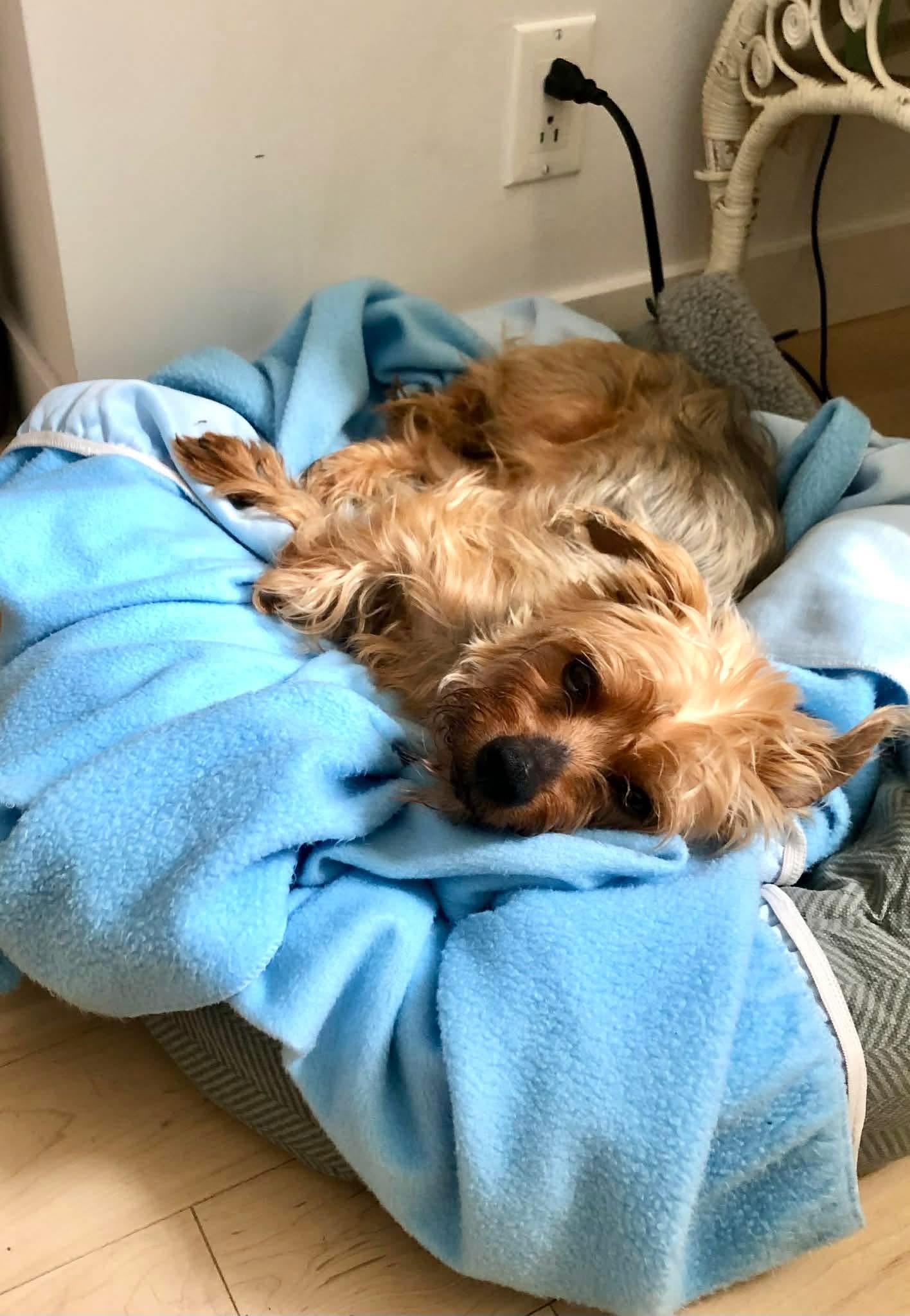 Enlarge Bear, an adoptable Yorkshire Terrier in Vaudreuil-Dorion, QC image 2/3