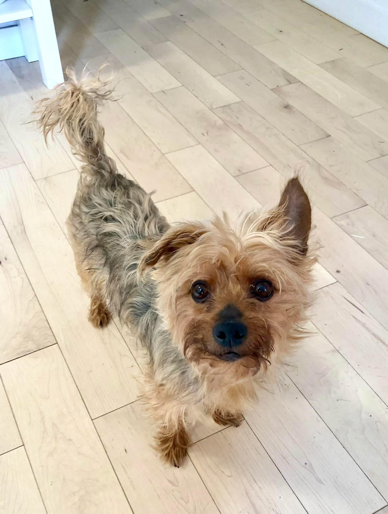 Enlarge Bear, an adoptable Yorkshire Terrier in Vaudreuil-Dorion, QC image 1/3