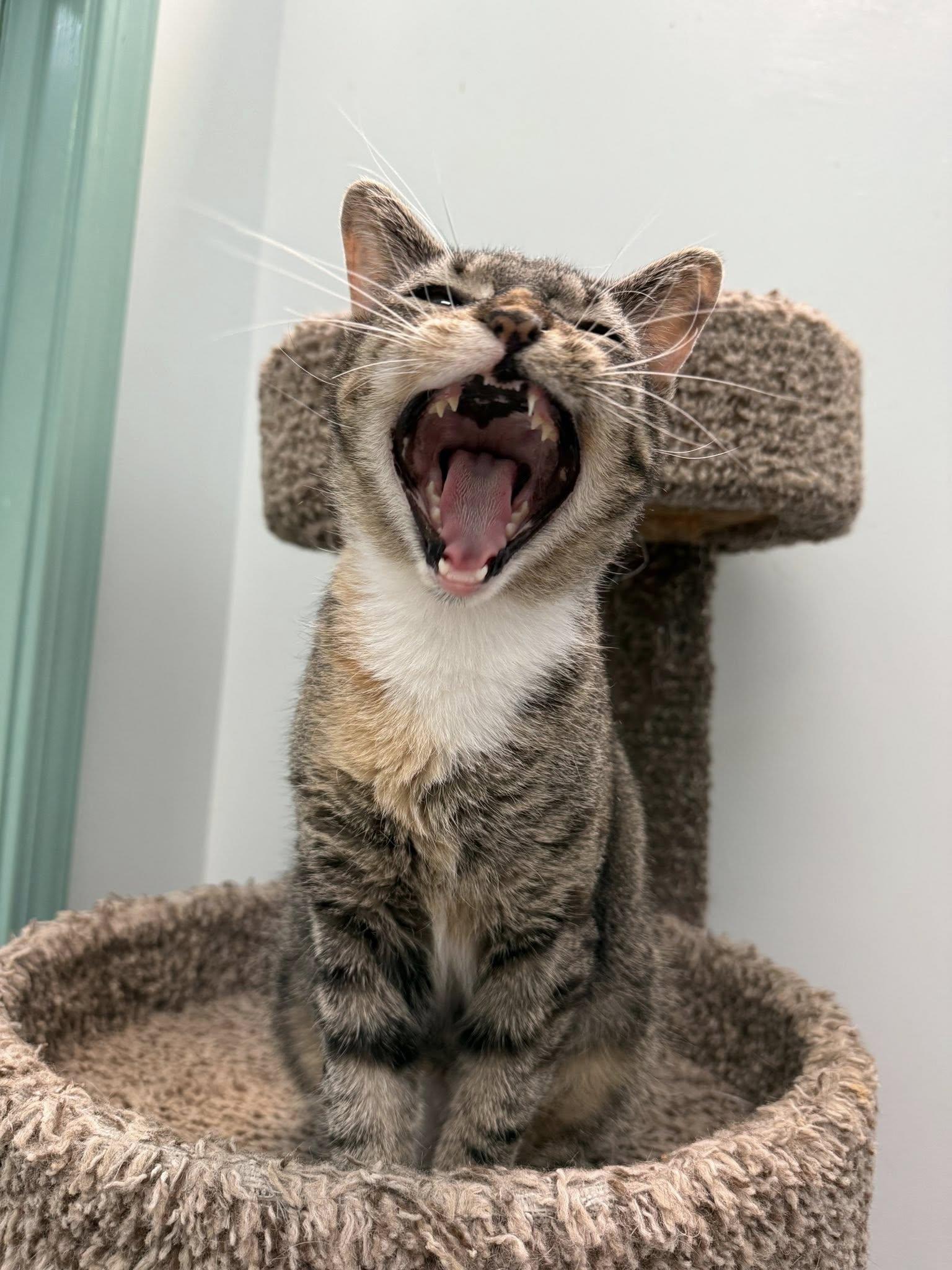 Snerdle  Kbc thumbnail 3