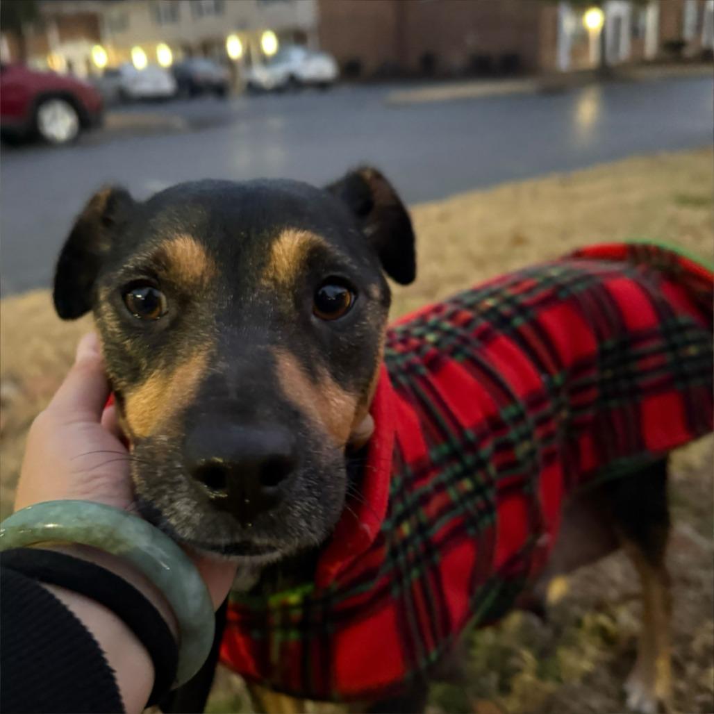 Ella, a Adoptable Mixed Breed in Durham, NC image 1/5