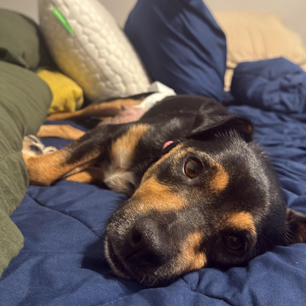 Ella, a Adoptable Mixed Breed in Durham, NC image 2/5