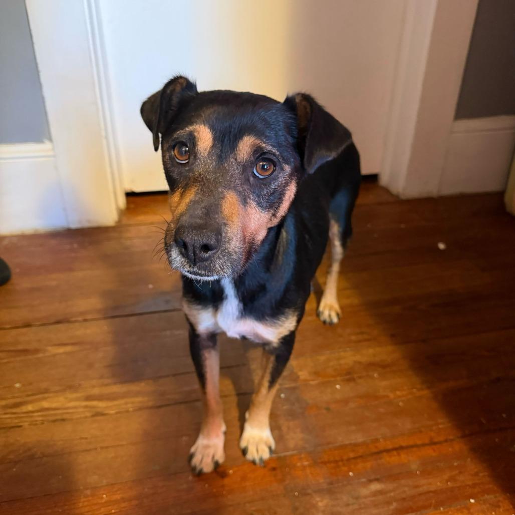 Ella, a Adoptable Mixed Breed in Durham, NC image 3/5