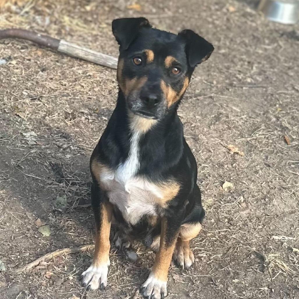 Ella, a Adoptable Mixed Breed in Durham, NC image 4/5