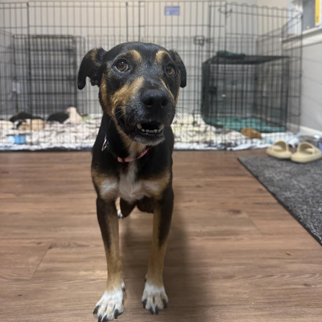 Ella, a Adoptable Mixed Breed in Durham, NC image 5/5