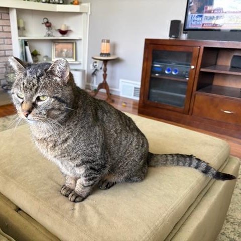 Enlarge Abby, an adoptable Tabby in Midland, MI image 6/6