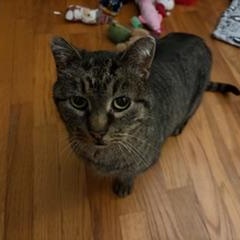 Enlarge Abby, a ADOPTABLE Tabby in Midland, MI image 5/6