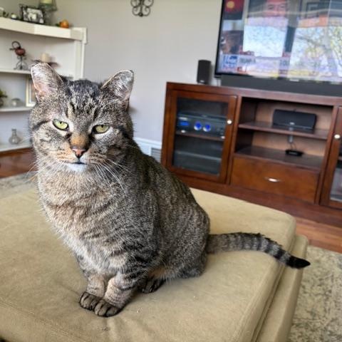 Enlarge Abby, an adoptable Tabby in Midland, MI image 5/6