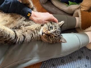 Enlarge Abby, a ADOPTABLE Tabby in Midland, MI image 1/6