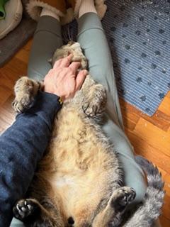 Enlarge Abby, a ADOPTABLE Tabby in Midland, MI image 6/6