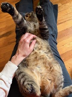 Enlarge Abby, a ADOPTABLE Tabby in Midland, MI image 3/6