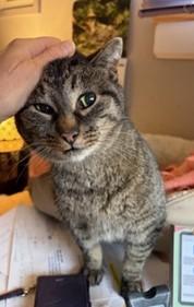 Enlarge Abby, a ADOPTABLE Tabby in Midland, MI image 2/6