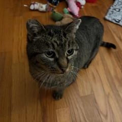 Enlarge Abby, a ADOPTABLE Tabby in Midland, MI image 4/6