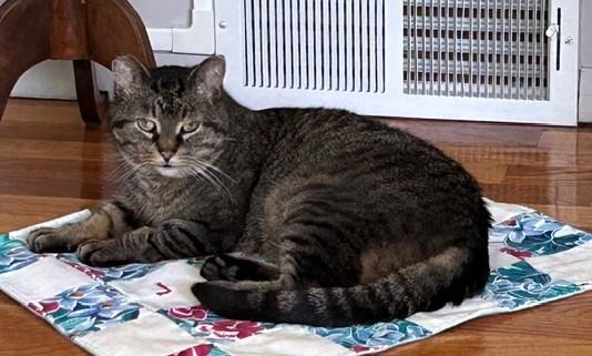 Abby, an adoptable Tabby in Midland, MI image 3/6