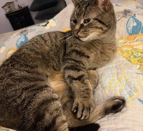 Abby, adoptable, Senior Female Tabby.