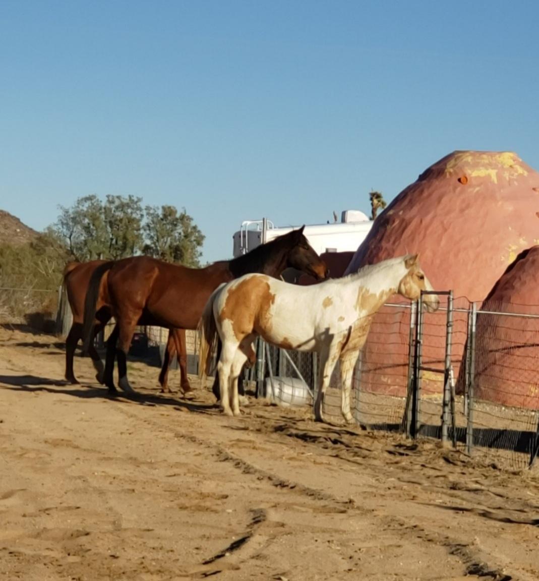Enlarge Roxanna Momentum and Misty, a Adoptable Thoroughbred in Yucca Valley, CA image 2/4