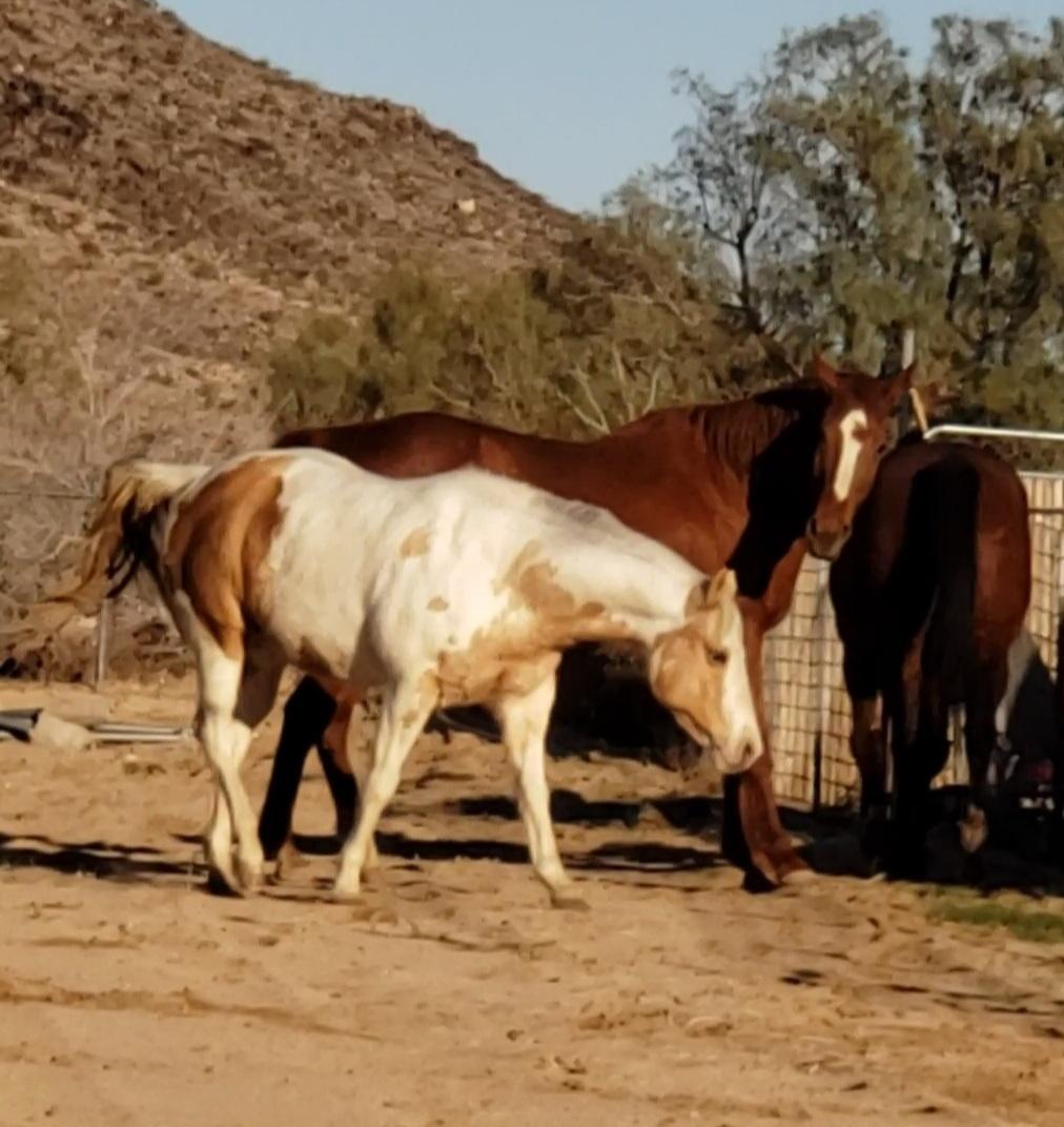 Enlarge Roxanna Momentum and Misty, a Adoptable Thoroughbred in Yucca Valley, CA image 3/4