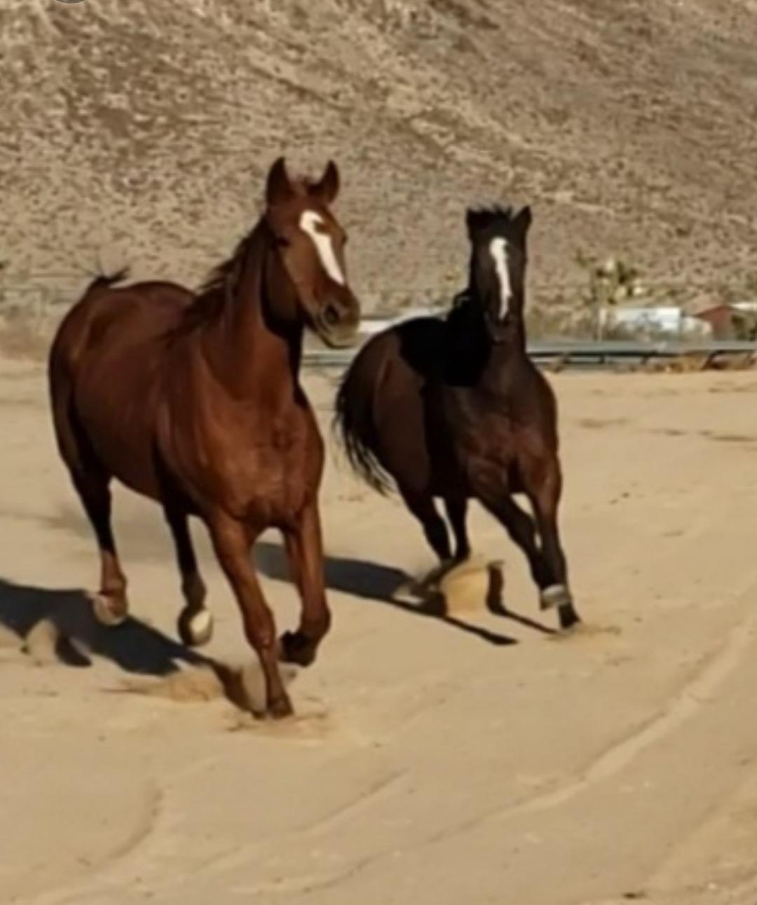 Enlarge Roxanna Momentum and Misty, a Adoptable Thoroughbred in Yucca Valley, CA image 4/4