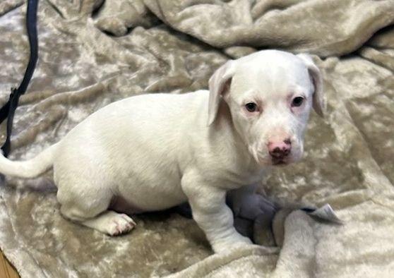 Enlarge CASPER (ohiosdrescue@gmail.com), a hold mixed breed in Elyria, OH image 2/4