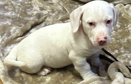 Enlarge CASPER (ohiosdrescue@gmail.com), a hold mixed breed in Elyria, OH image 4/4