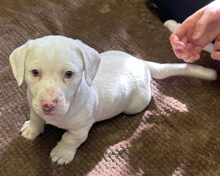 CASPER (ohiosdrescue@gmail.com), ADOPTABLE, Puppy Male Basset Hound & Dachshund.