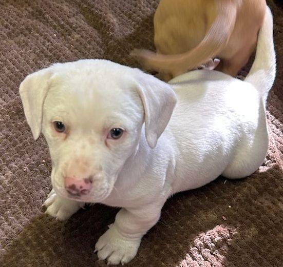 Enlarge CASPER (ohiosdrescue@gmail.com), a hold mixed breed in Elyria, OH image 3/4