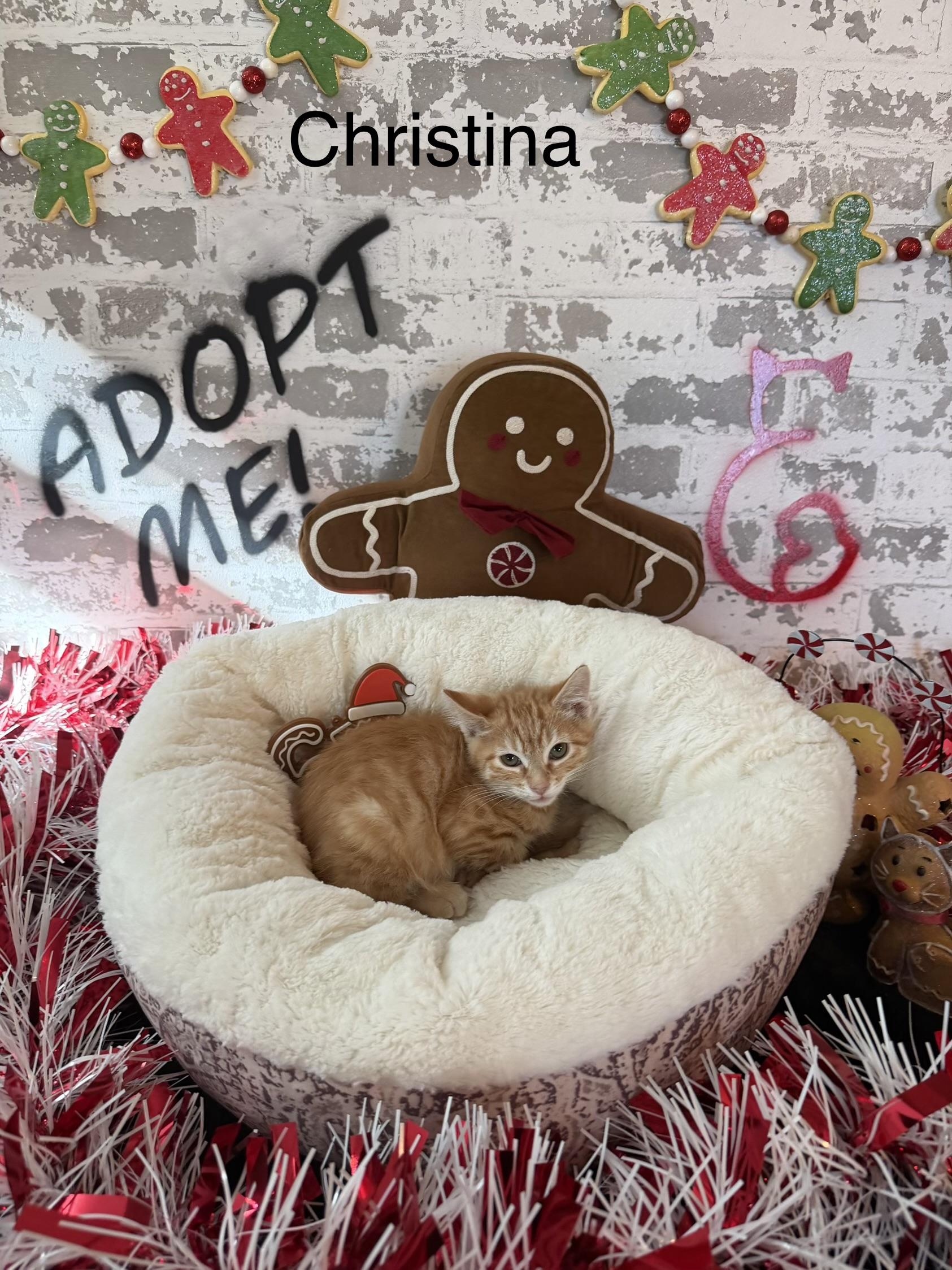 Enlarge Christina, a ADOPTABLE Domestic Short Hair in queen creek, AZ image 1/2