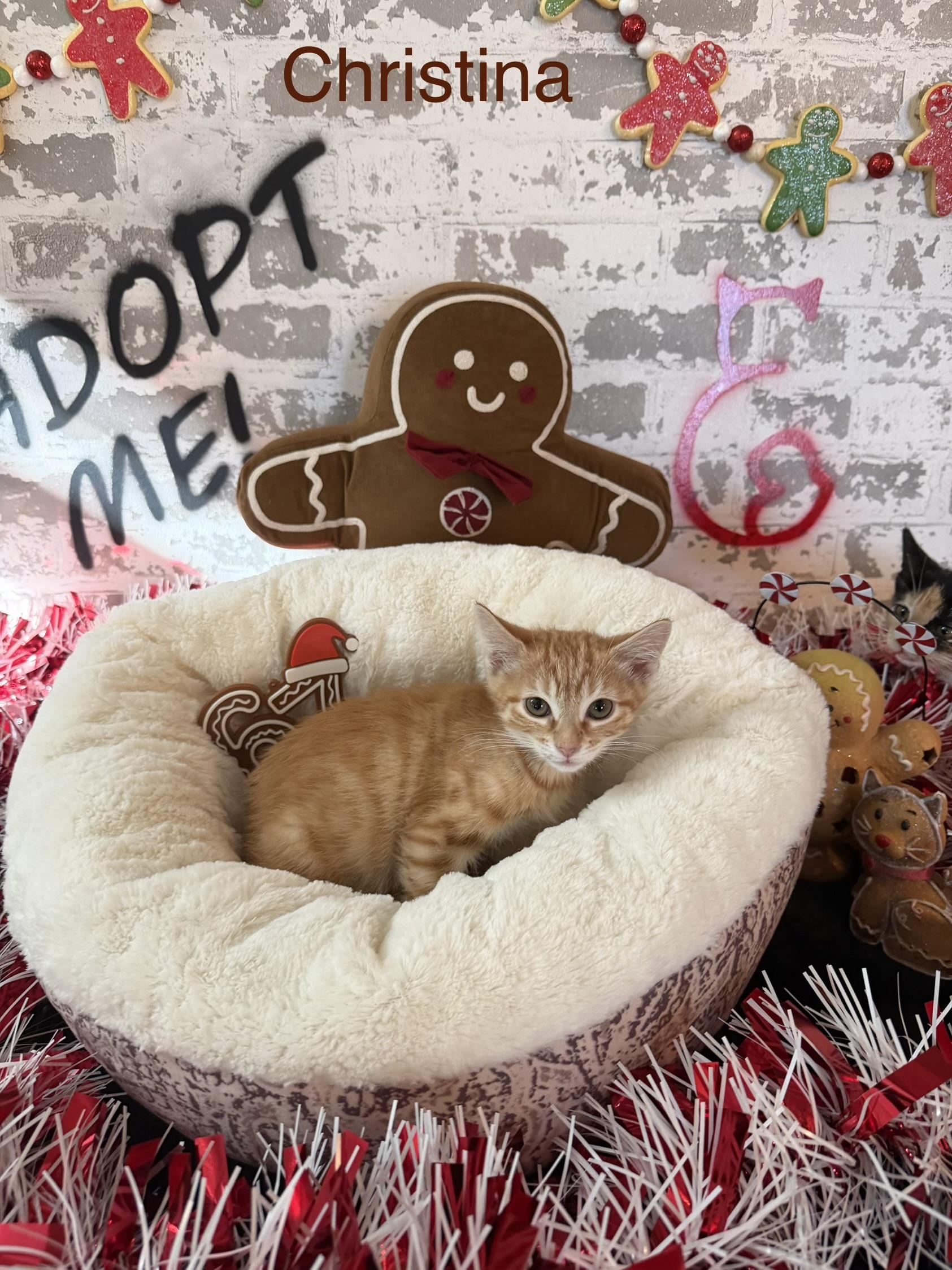 Enlarge Christina, a ADOPTABLE Domestic Short Hair in queen creek, AZ image 2/2