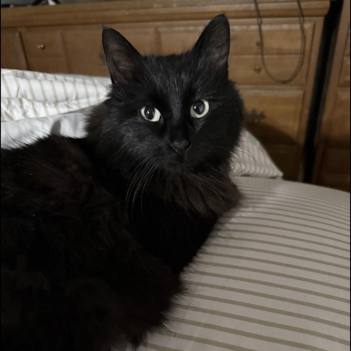 Charlie, ADOPTABLE, Young Female Domestic Long Hair.