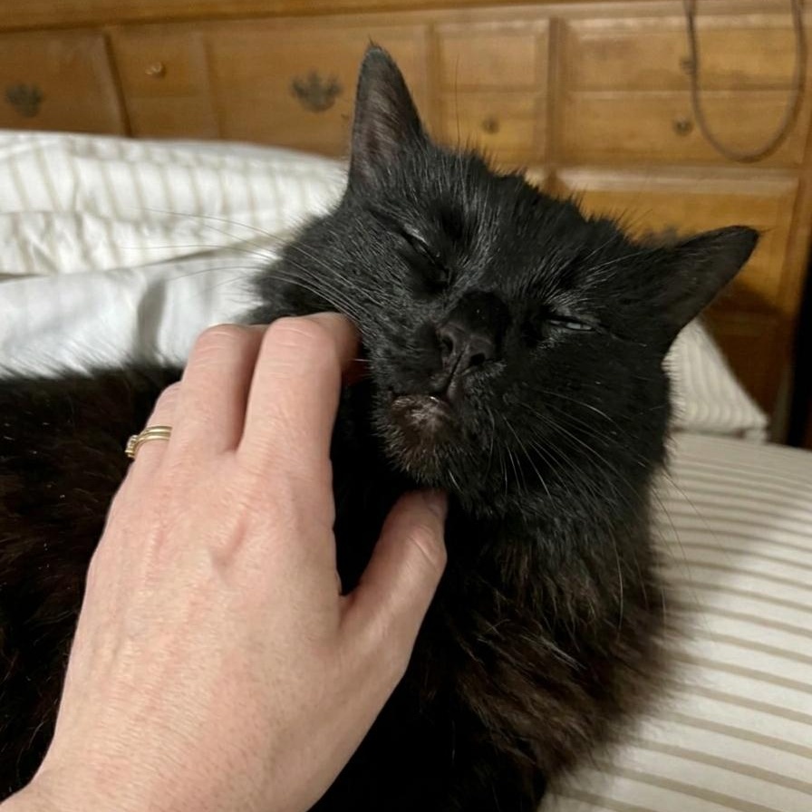 Charlie, a ADOPTABLE Domestic Long Hair in Westland, MI image 2/3