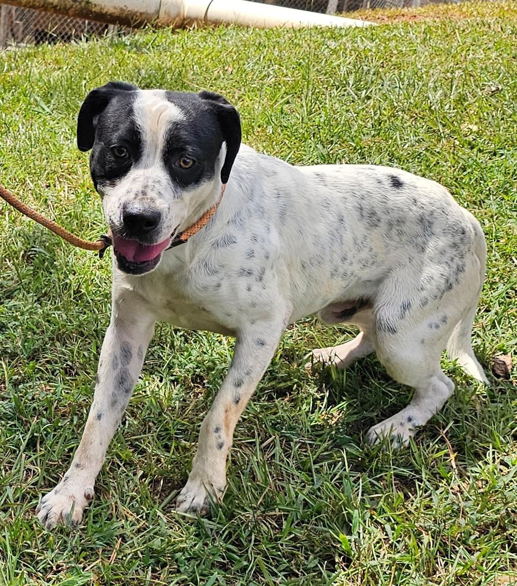 Tyson, a Adoptable English Pointer in Sylacauga, AL image 1/3