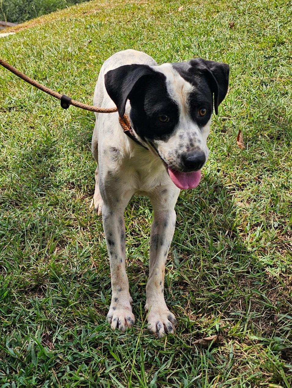 Tyson, a Adoptable English Pointer in Sylacauga, AL image 2/3
