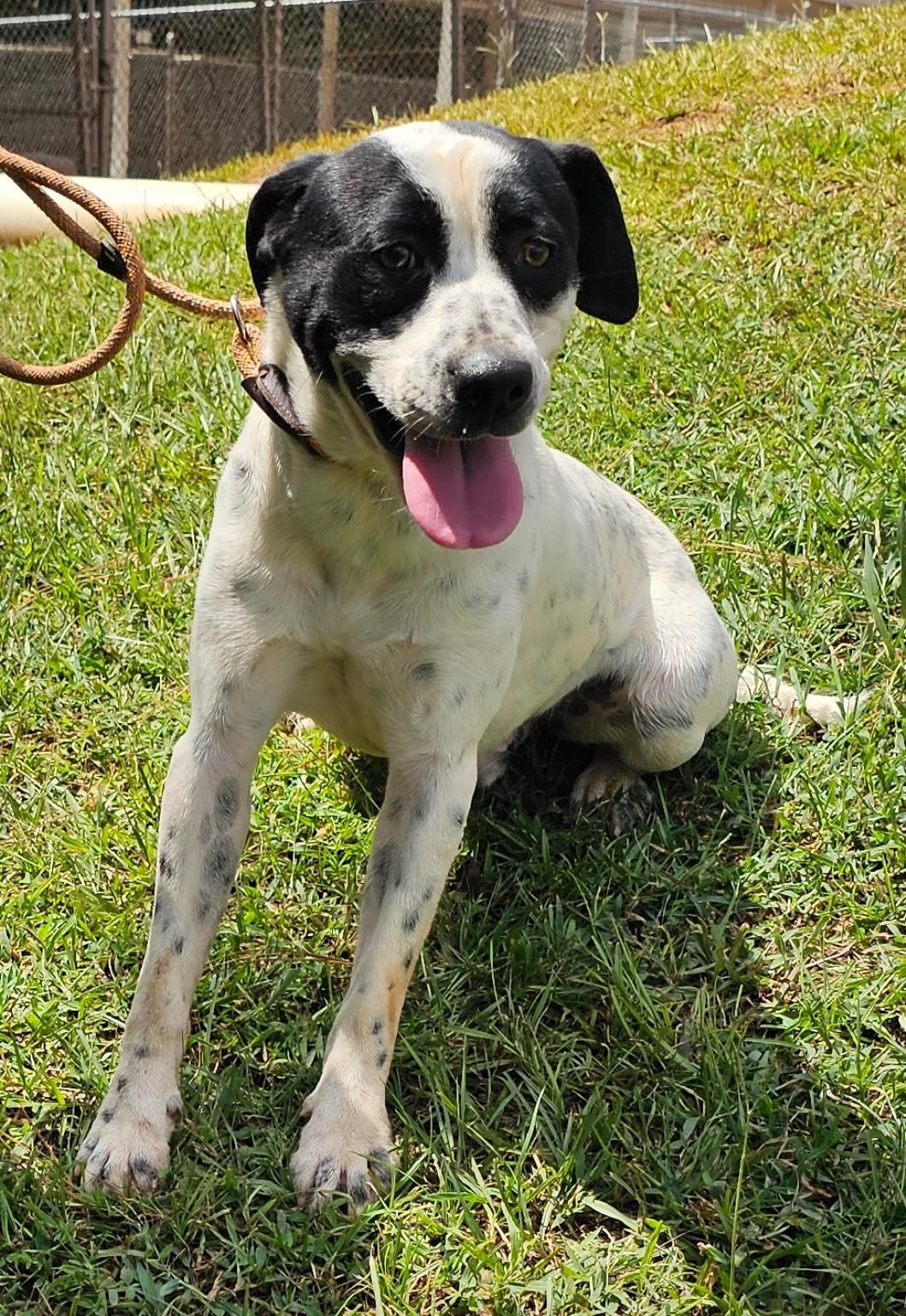 Tyson, a Adoptable English Pointer in Sylacauga, AL image 3/3