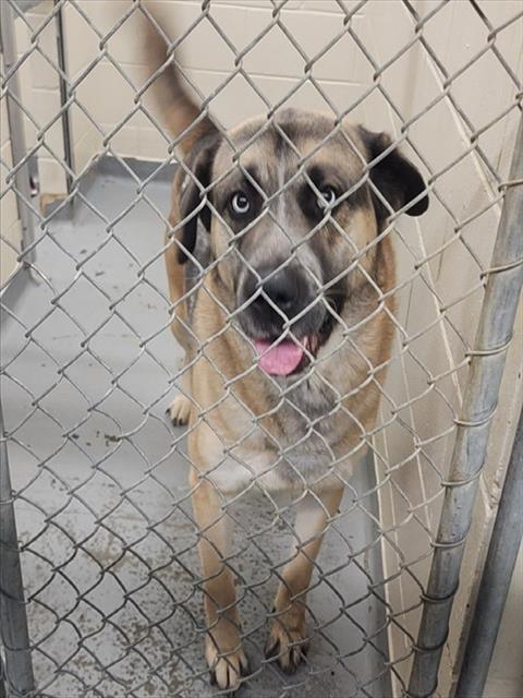 SPADE, Adoptable, Adult Male German Shepherd Dog & Husky.