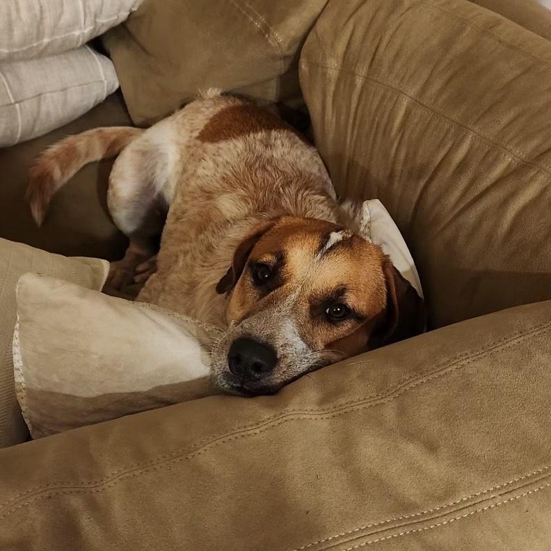 Kamari Rose, a Adoptable mixed breed in Monrovia , CA image 3/6