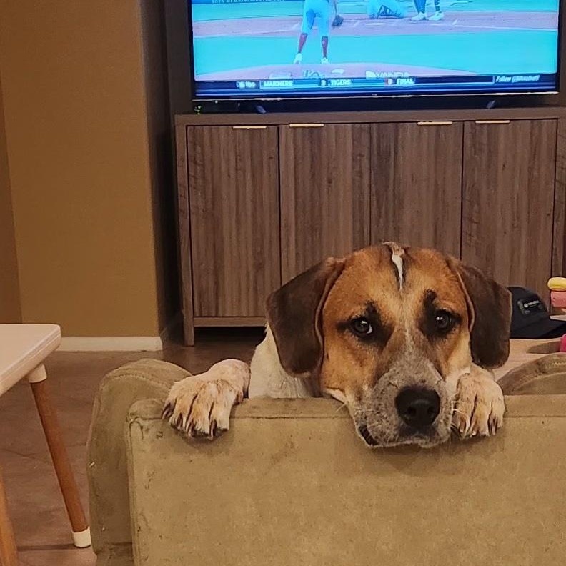 Kamari Rose, Adoptable, Young Female Great Pyrenees & Australian Cattle Dog / Blue Heeler.