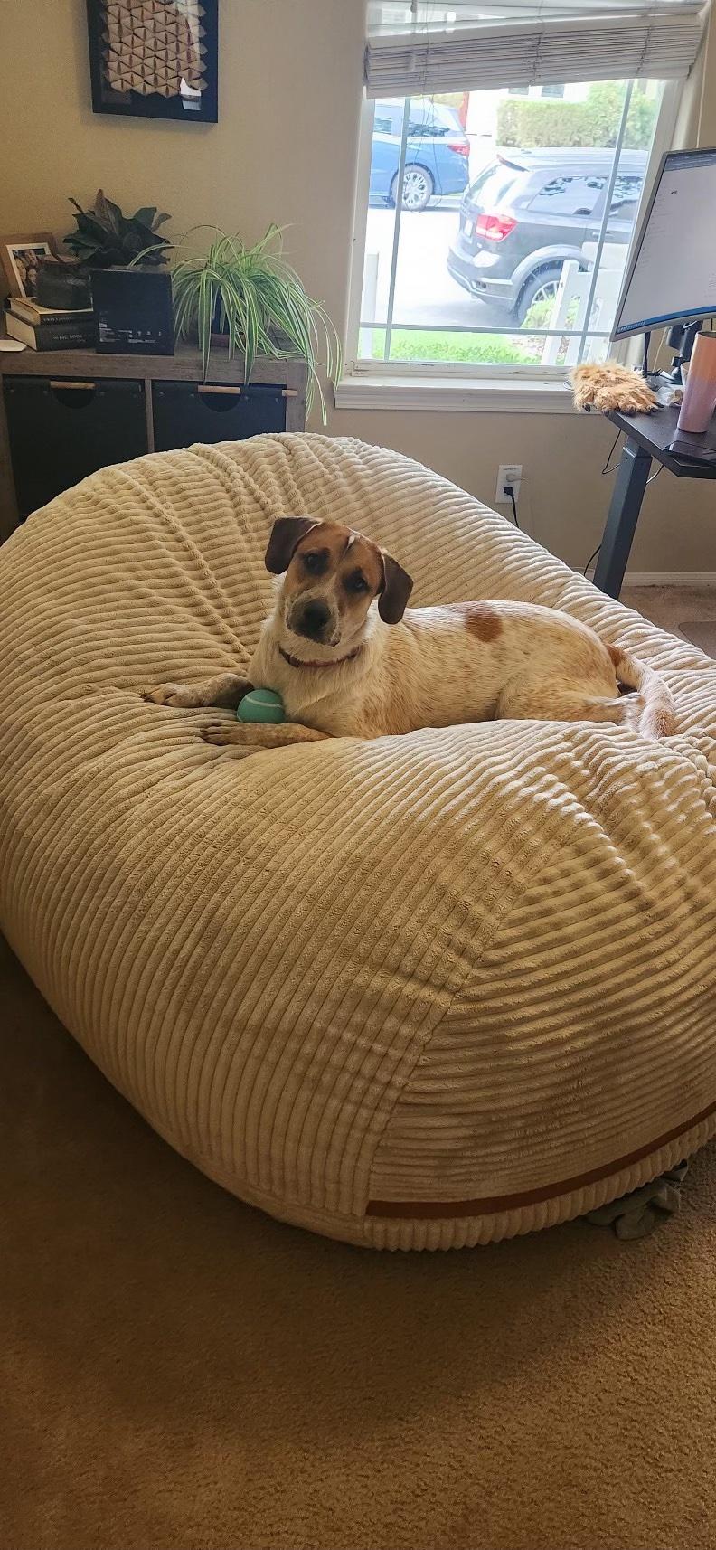 Kamari Rose, a Adoptable mixed breed in Monrovia , CA image 5/6