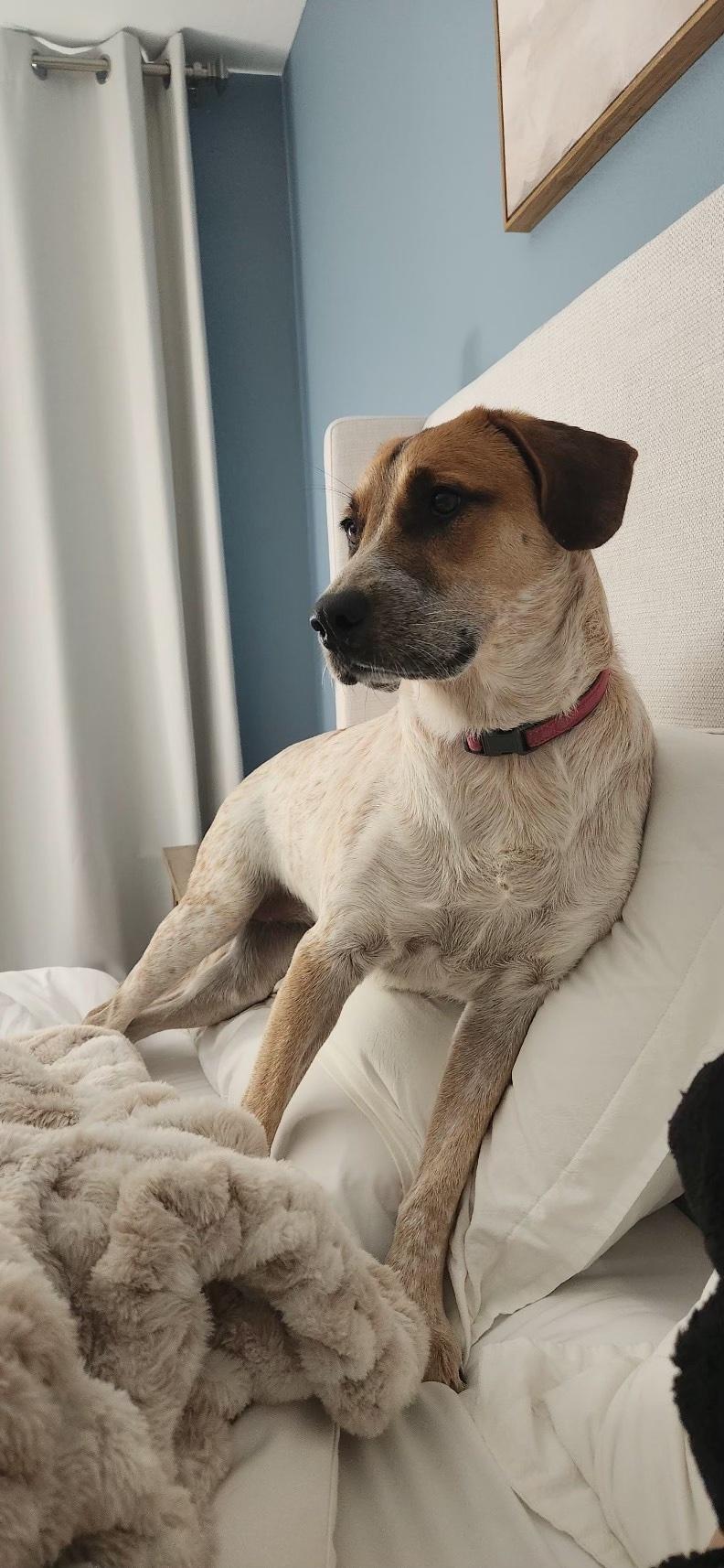 Kamari Rose, a Adoptable mixed breed in Monrovia , CA image 4/6