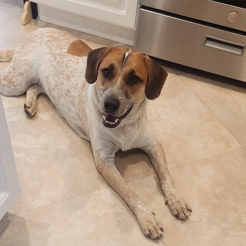 Kamari Rose, a Adoptable mixed breed in Monrovia , CA image 6/6