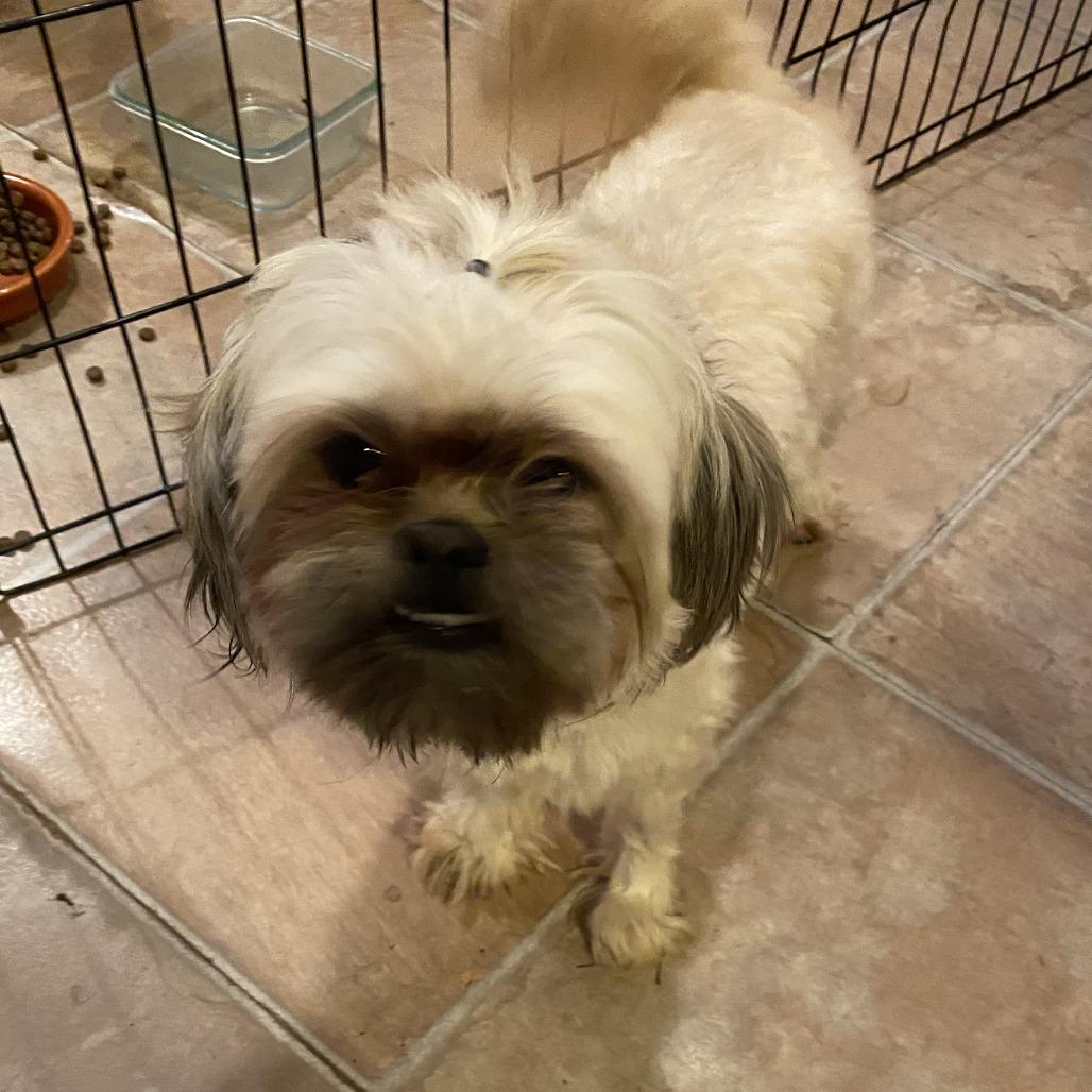 Enlarge Zoey Foster Needed, a Adoptable mixed breed in Minneapolis, MN image 2/2