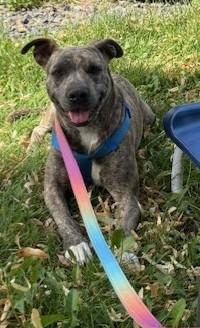 Nina, an adoptable American Staffordshire Terrier in Pasco, WA, 99301 | Photo Image 5