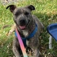 Enlarge Nina, a Adoptable mixed breed in Pasco, WA image 1/6