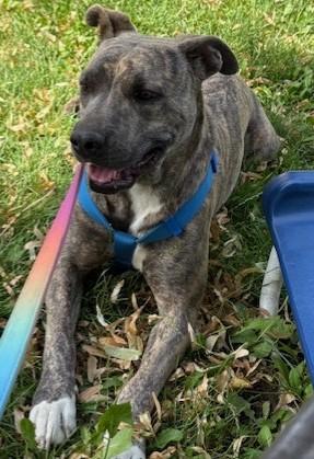 Enlarge Nina, a Adoptable mixed breed in Pasco, WA image 2/6