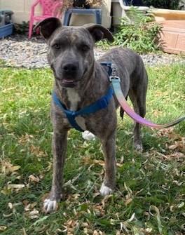 Enlarge Nina, a Adoptable mixed breed in Pasco, WA image 3/6