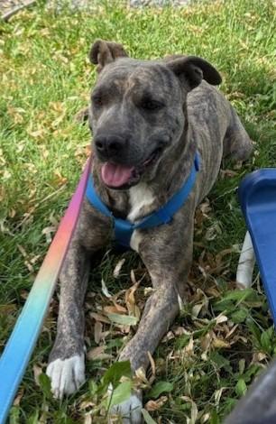 Nina, an adoptable American Staffordshire Terrier in Pasco, WA, 99301 | Photo Image 6