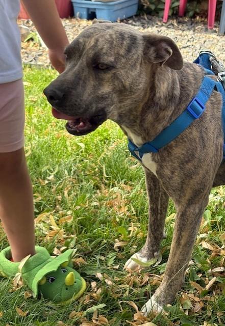 Nina, an adoptable American Staffordshire Terrier in Pasco, WA, 99301 | Photo Image 4