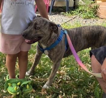 Enlarge Nina, a Adoptable mixed breed in Pasco, WA image 6/6